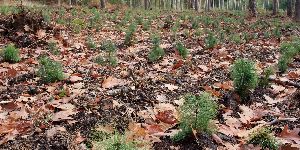 Marktplatz Energie > Klimaschutz & Emission - CO2-Kompensation 2026 – Optionen, Qualitätskriterien & Vermeidung von Greenwashing